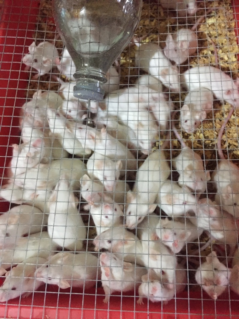 优质小白鼠种出售，可送货上门，欢迎大家关注联系我。