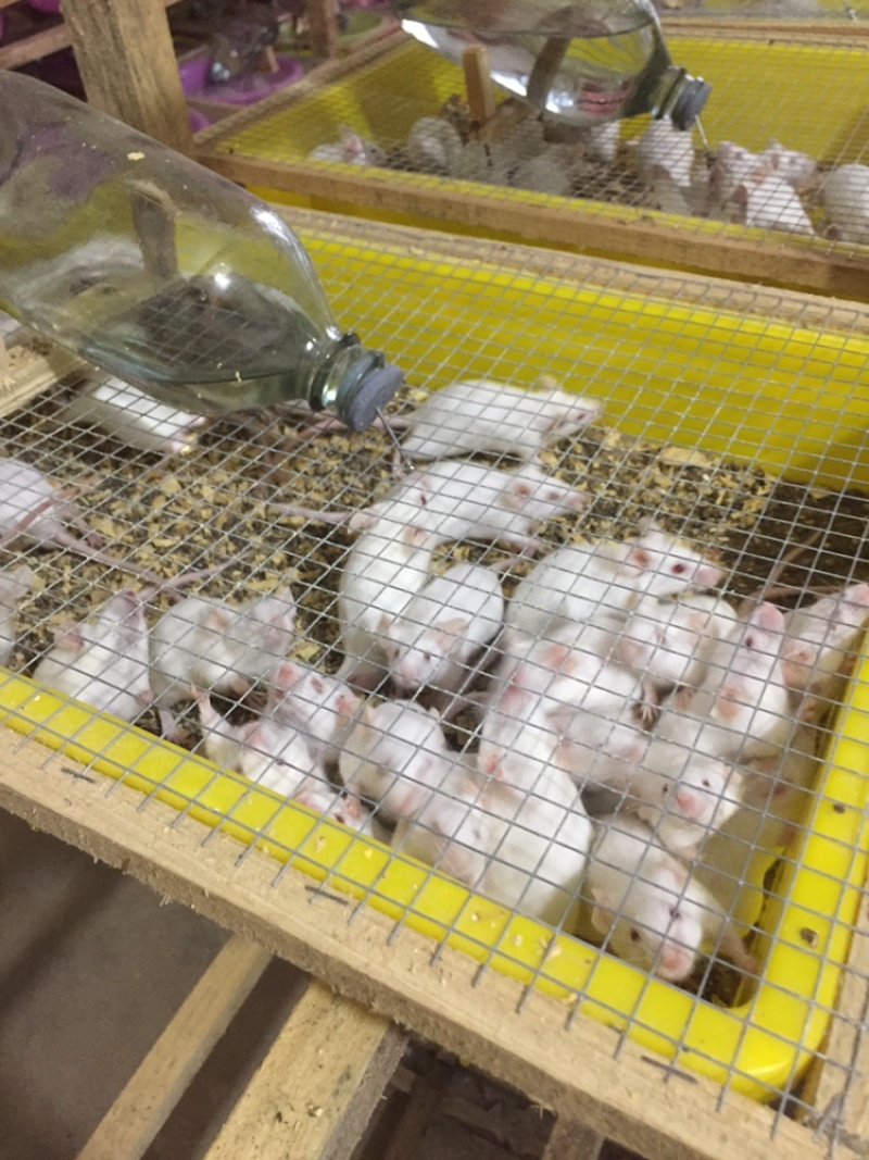 优质小白鼠种出售，可送货上门，欢迎大家关注联系我。