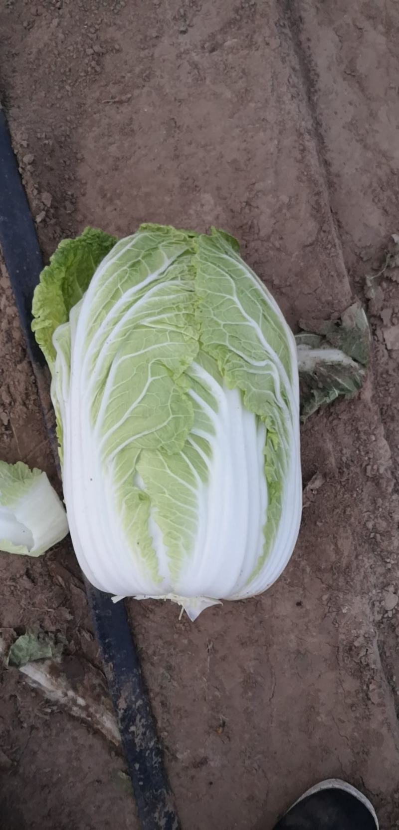 黄芯白菜～产地直供