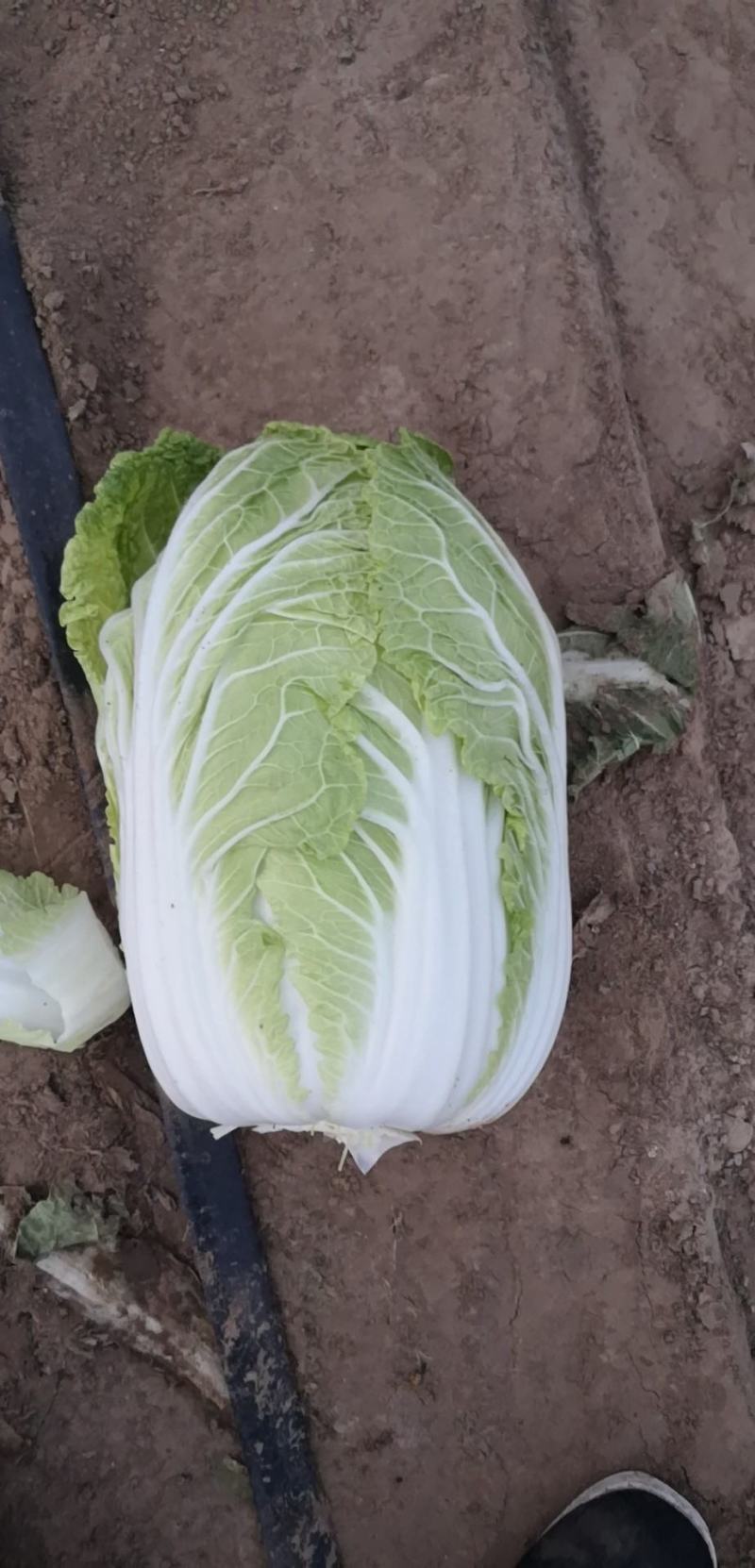 黄芯白菜～产地直供