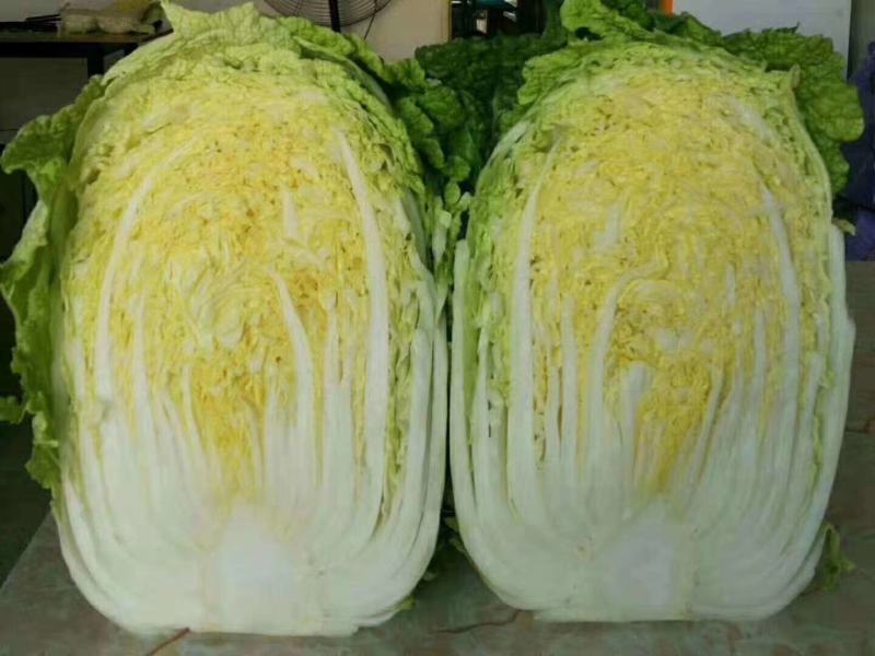 黄芯白菜～产地直供