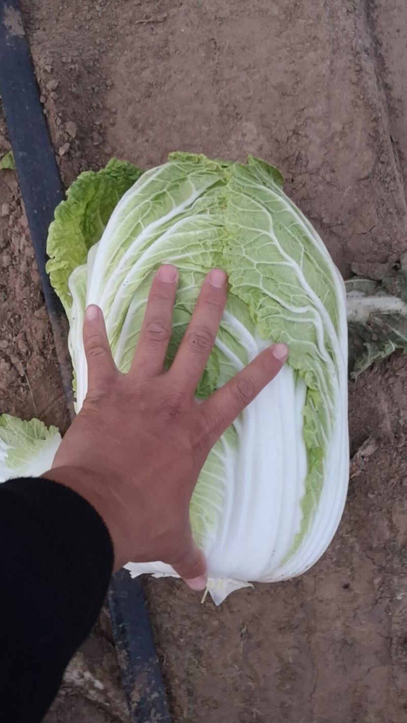 黄芯白菜～产地直供