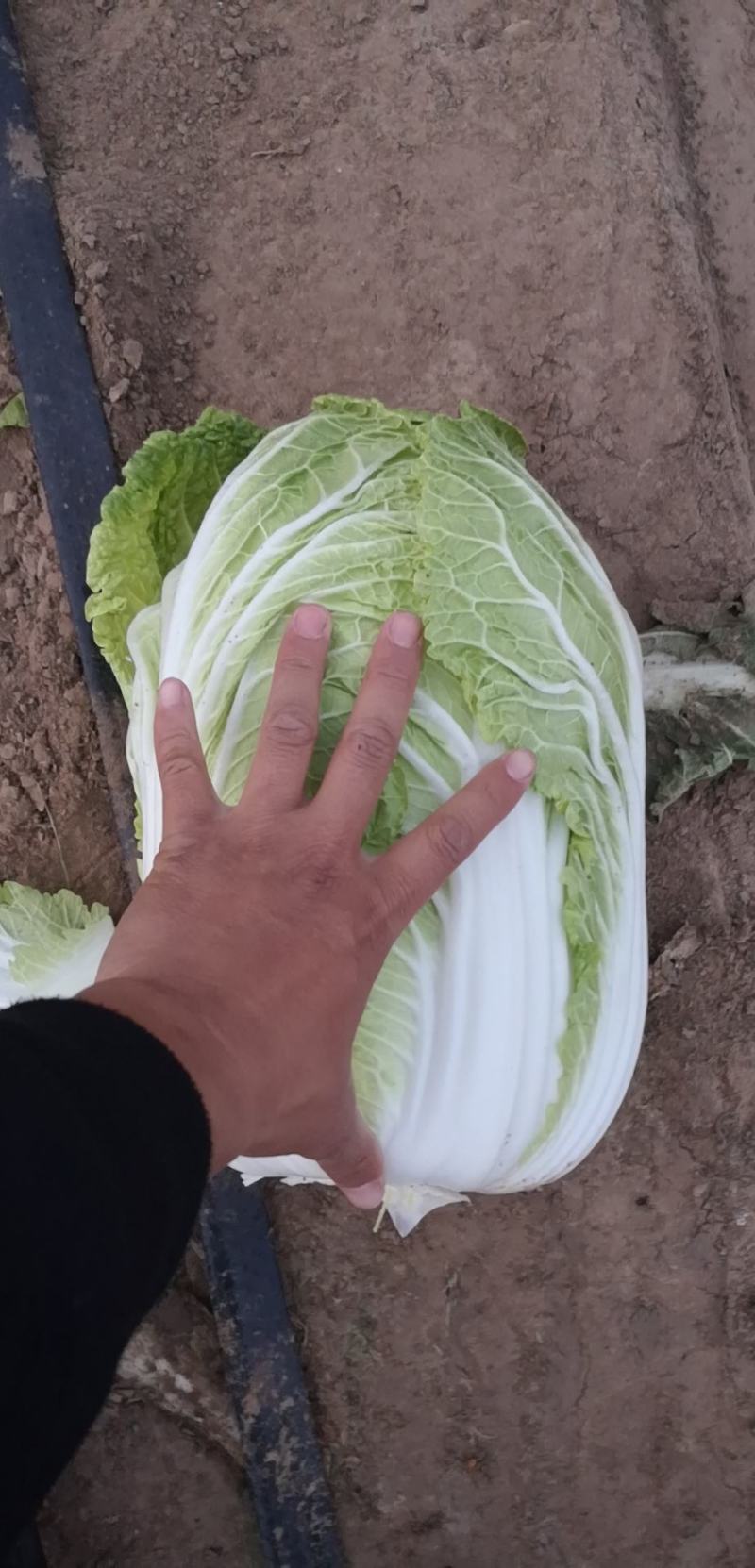 黄芯白菜～产地直供