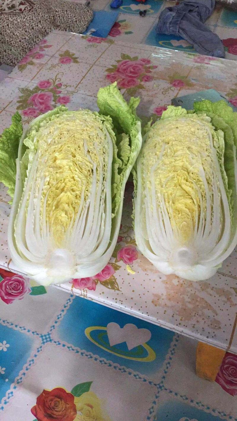 黄芯白菜～产地直供