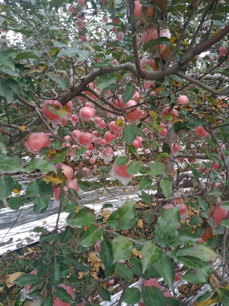 红富士纸加膜，红星纸袋膜袋，中秋王，膜袋纸袋大量现货