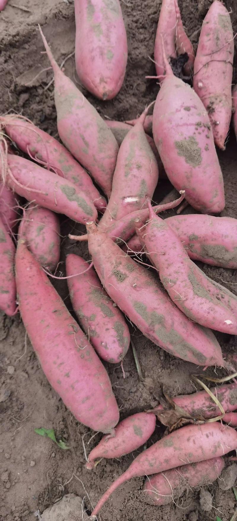 山东优质西瓜红26红薯大量供应，全国发货视频看货