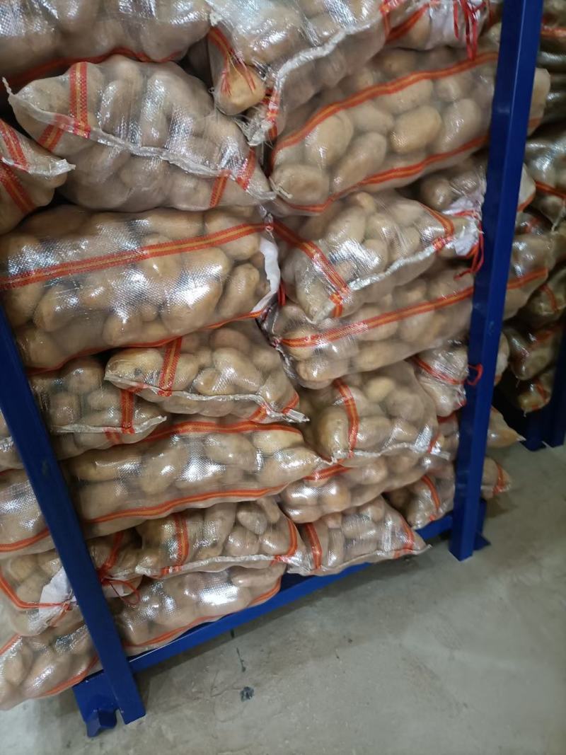河南土豆荷兰十五，中暑5号，西深六个头漂亮，黄皮黄心，