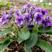 紫花地丁种子多年生花卉品种种子