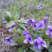紫花地丁种子多年生花卉品种种子