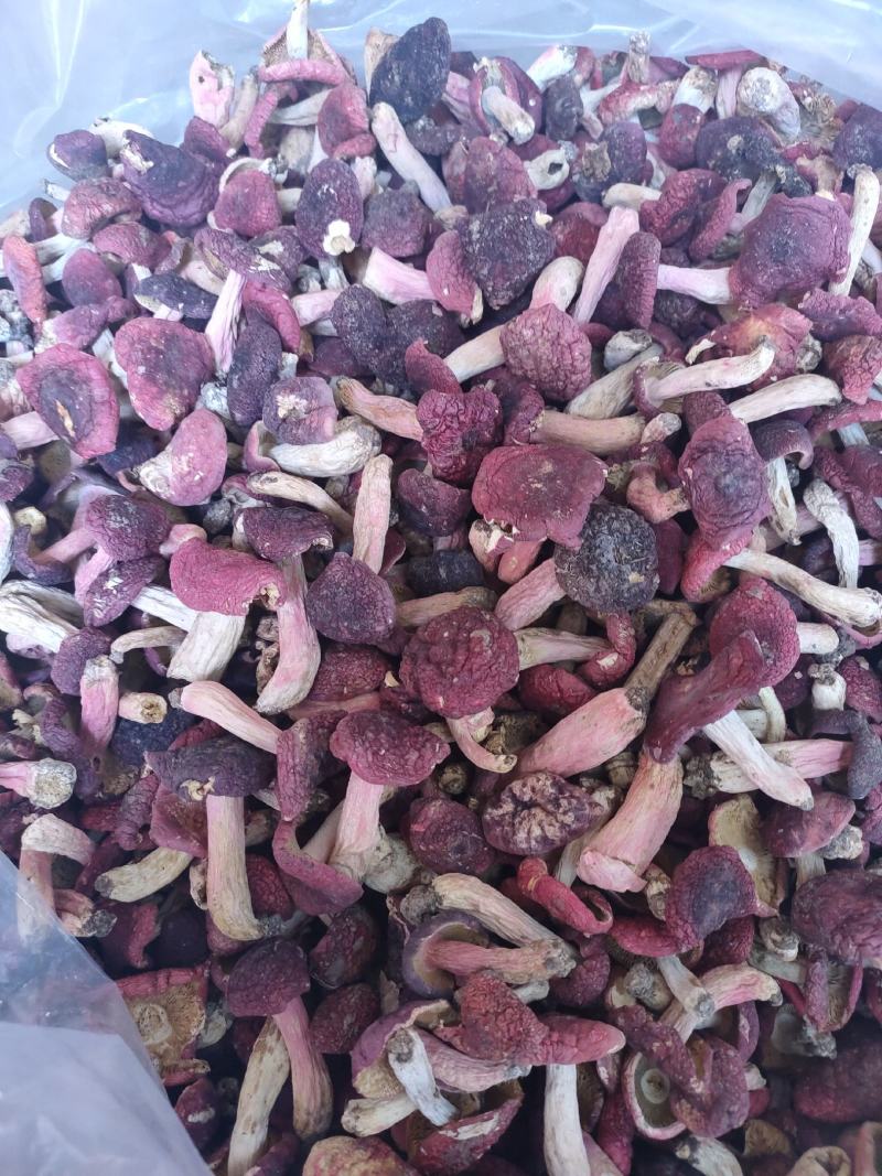 湖北野生红菇，2021新货中菇蕾，2斤拿样，包邮