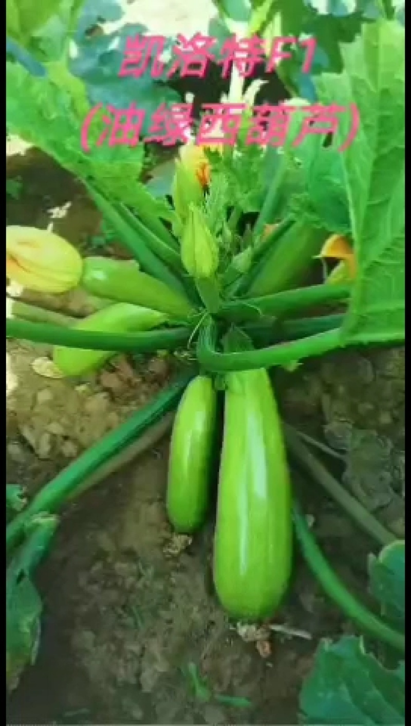凯洛特西葫芦种子杂交品种原装正品种子