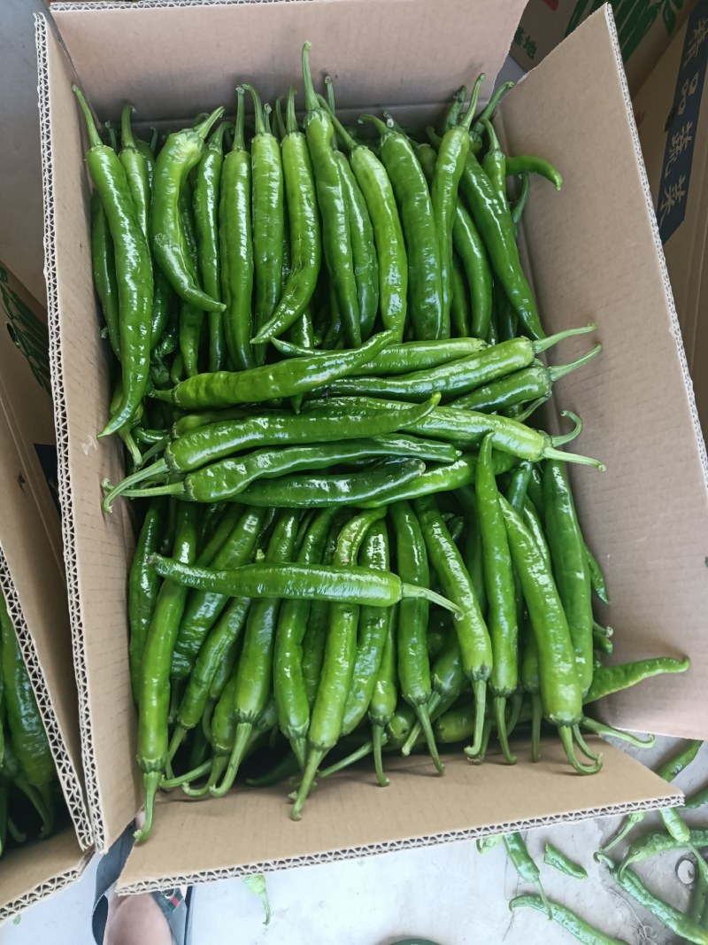 螺丝椒55号，早秀，二荆条辣椒15~20厘米青中辣