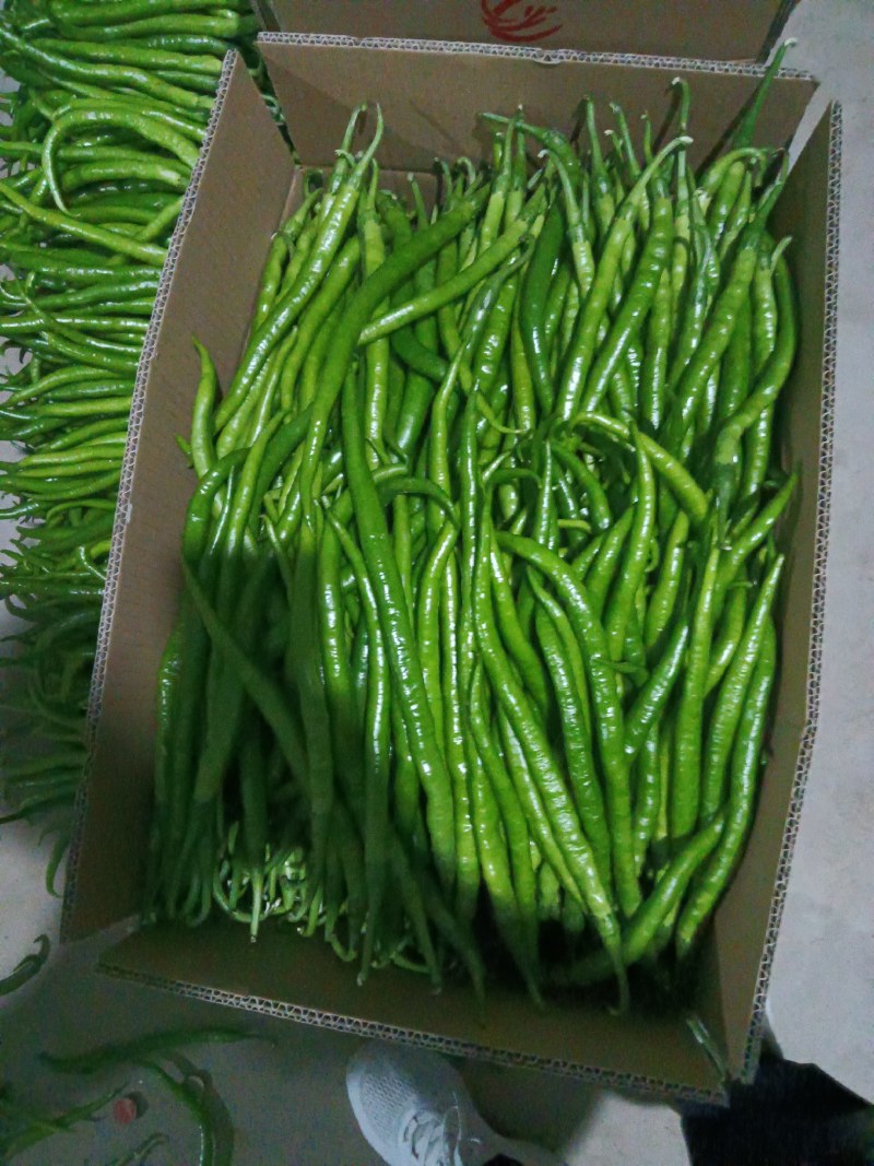 螺丝椒55号，早秀，二荆条辣椒15~20厘米青中辣
