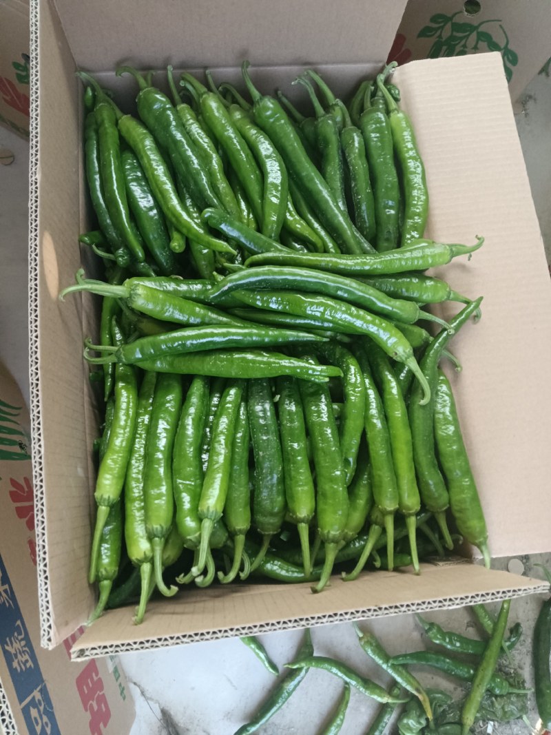 螺丝椒55号，早秀，二荆条辣椒15~20厘米青中辣