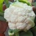 精品菜花。大量上市。走超市，走市场，加工厂。
