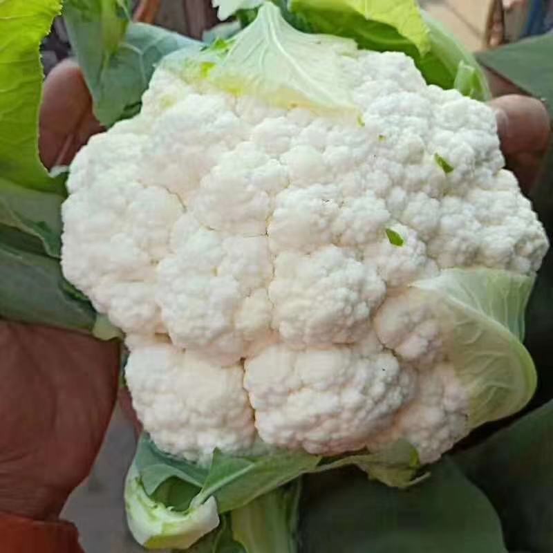 精品菜花。大量上市。走超市，走市场，加工厂。
