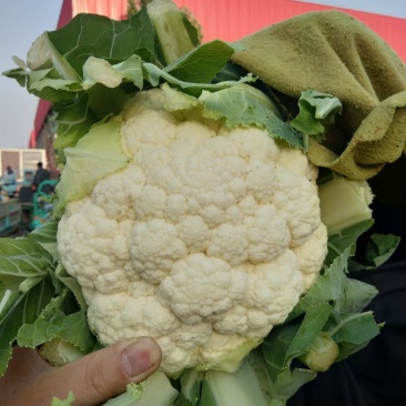 精品菜花。大量上市。走超市，走市场，加工厂。