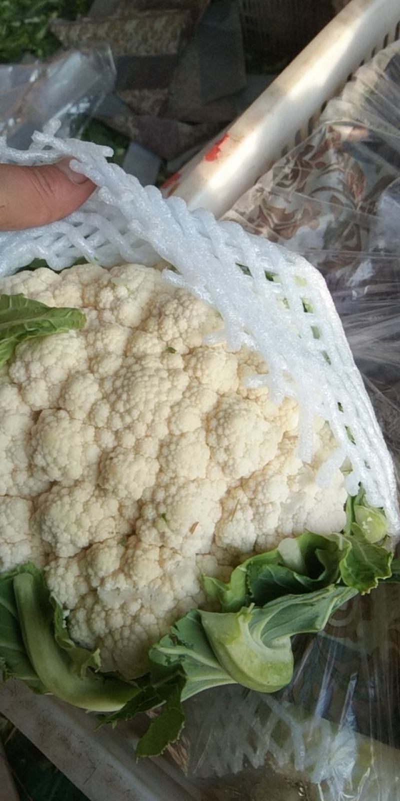 精品菜花。大量上市。走超市，走市场，加工厂。