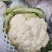 精品菜花。大量上市。走超市，走市场，加工厂。