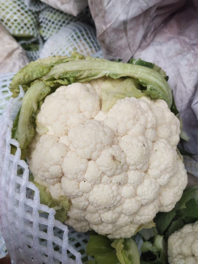 精品菜花。大量上市。走超市，走市场，加工厂。