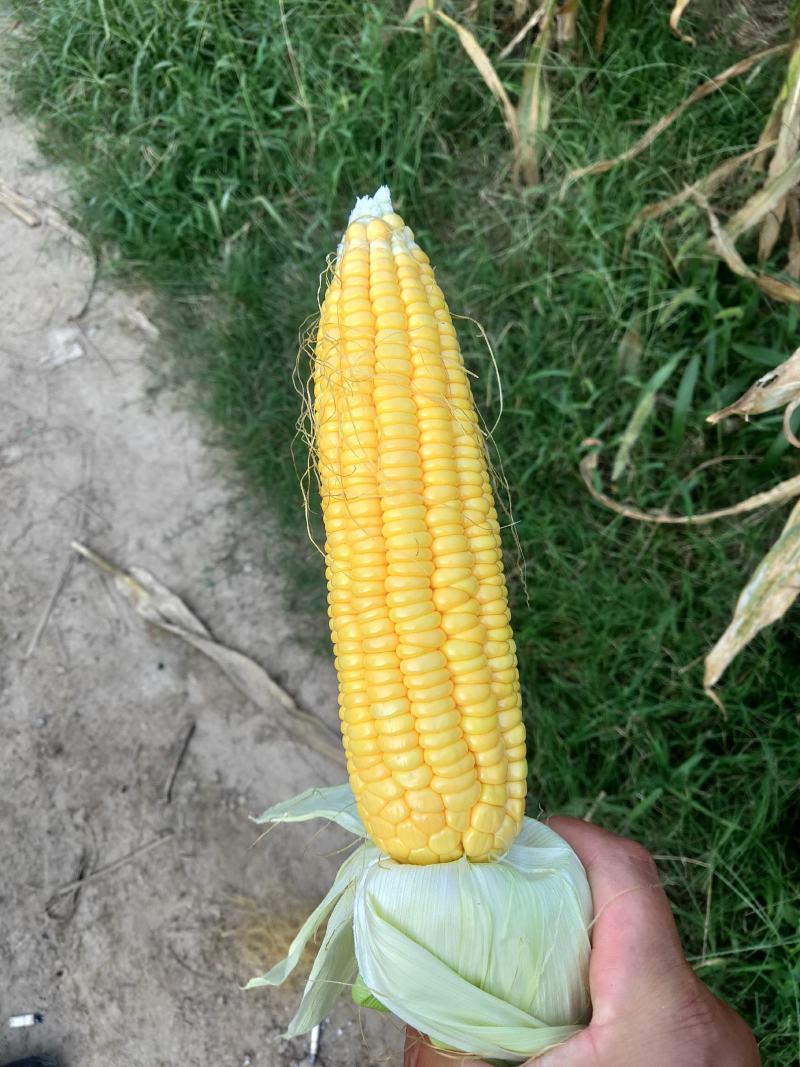 大量批发优质水果玉米
