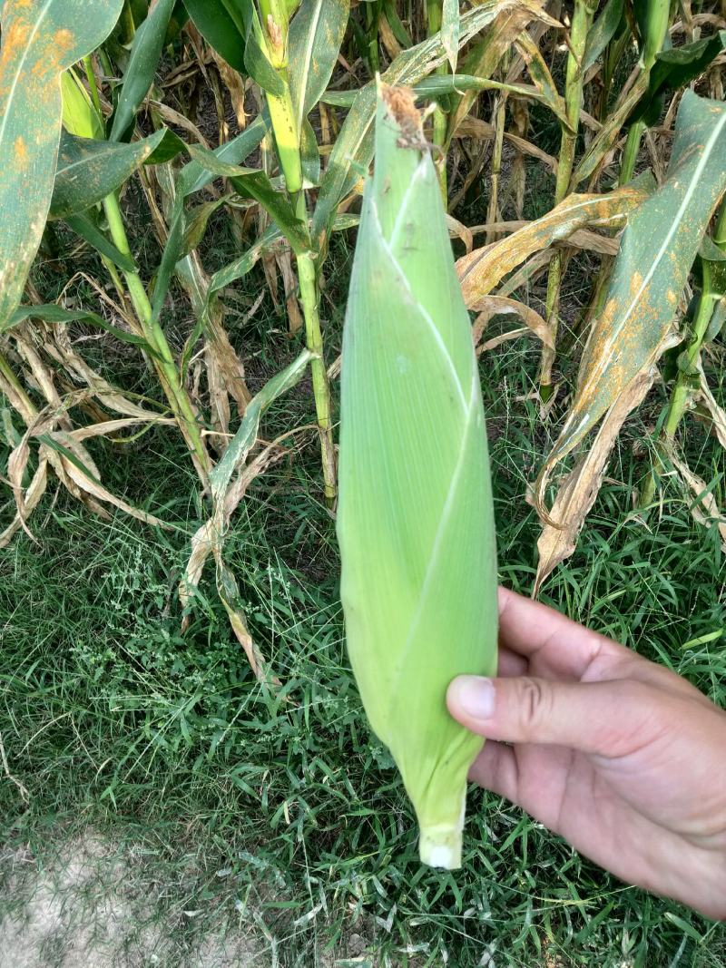 大量批发优质水果玉米