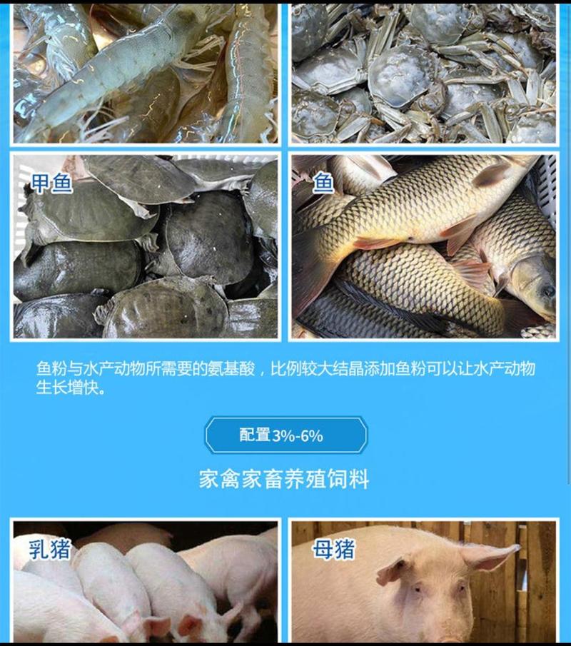渤海饲料级扇贝扇贝蛋边干度好用于螃蟹龙虾料金刚虾投食方便