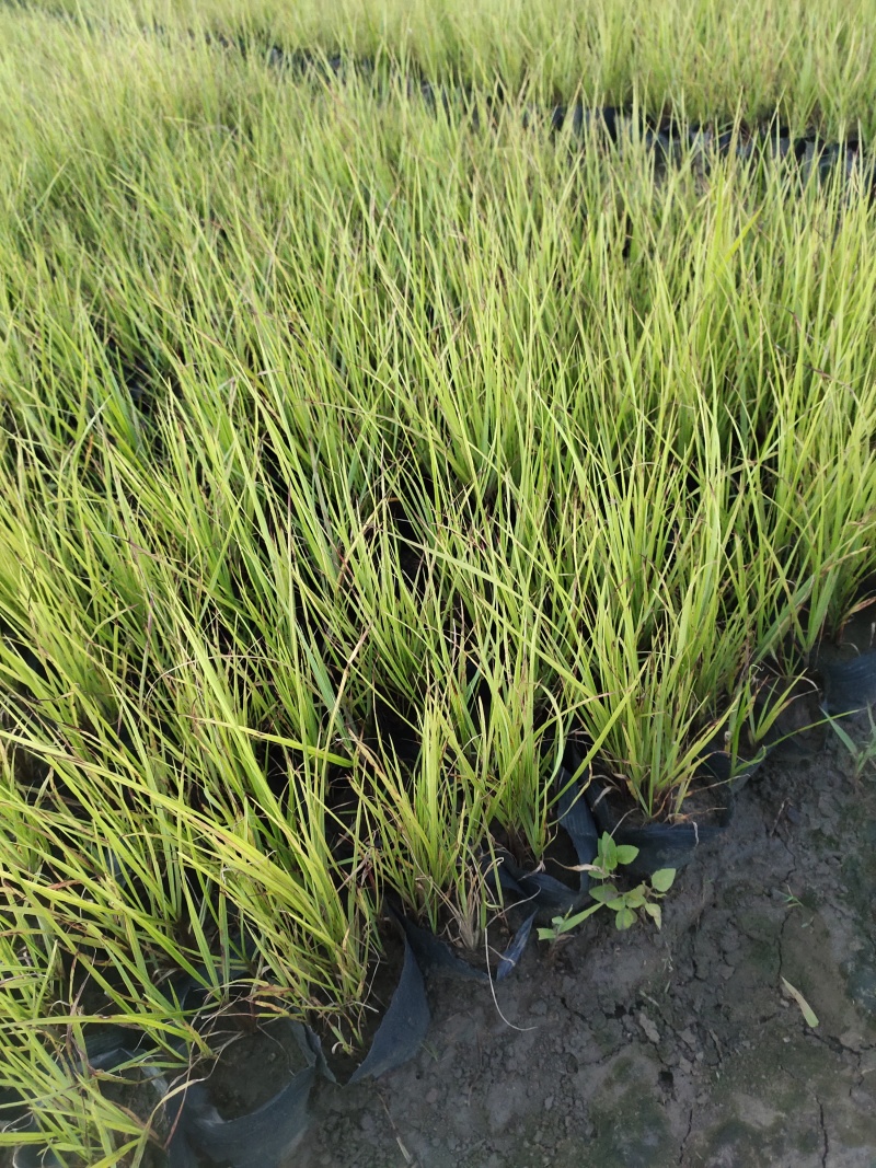 狼尾草大量出货中