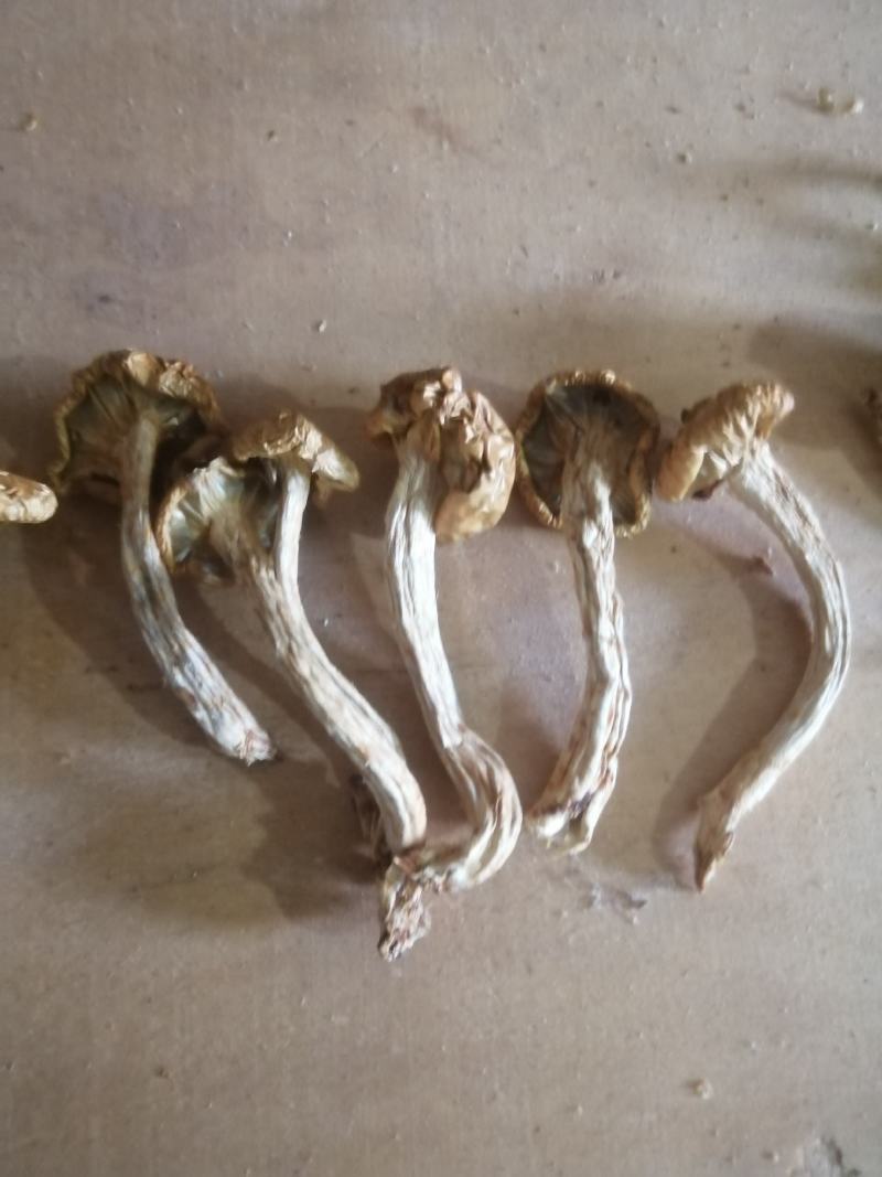 单根根滑子菇，福建古田食用菌批发市场，产地直销。