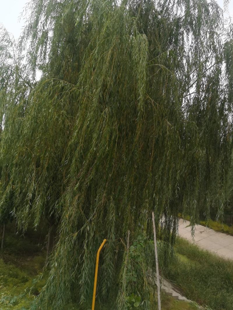 18至40垂柳馒头柳有量，有实力的客户欢迎垂询，自己的，