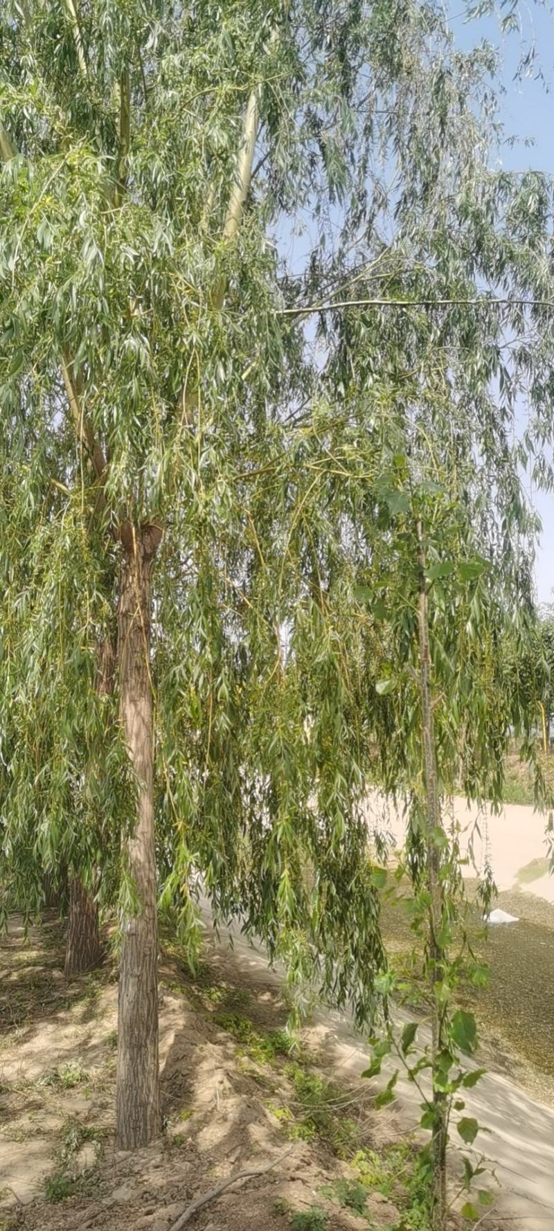 18至40垂柳馒头柳有量，有实力的客户欢迎垂询，自己的，