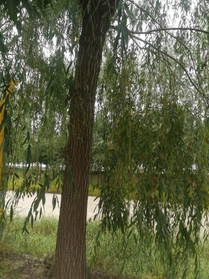 18至40垂柳馒头柳有量，有实力的客户欢迎垂询，自己的，