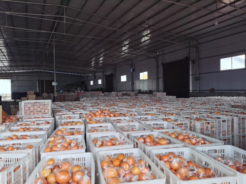 供货7904湖南脐橙基地直供，品质上乘，全国发货