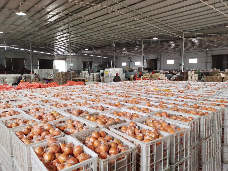 供货7904湖南脐橙基地直供，品质上乘，全国发货
