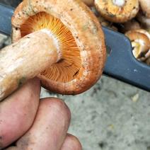 松树菌野生蘑菇产地一手货源现货野生新鲜枞菌食用菌
