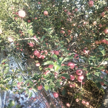 纸袋红富士大量有货需要联系，价格美丽电话联系