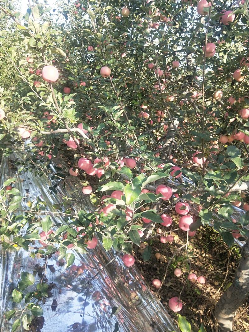 纸袋红富士大量有货需要联系，价格美丽电话联系