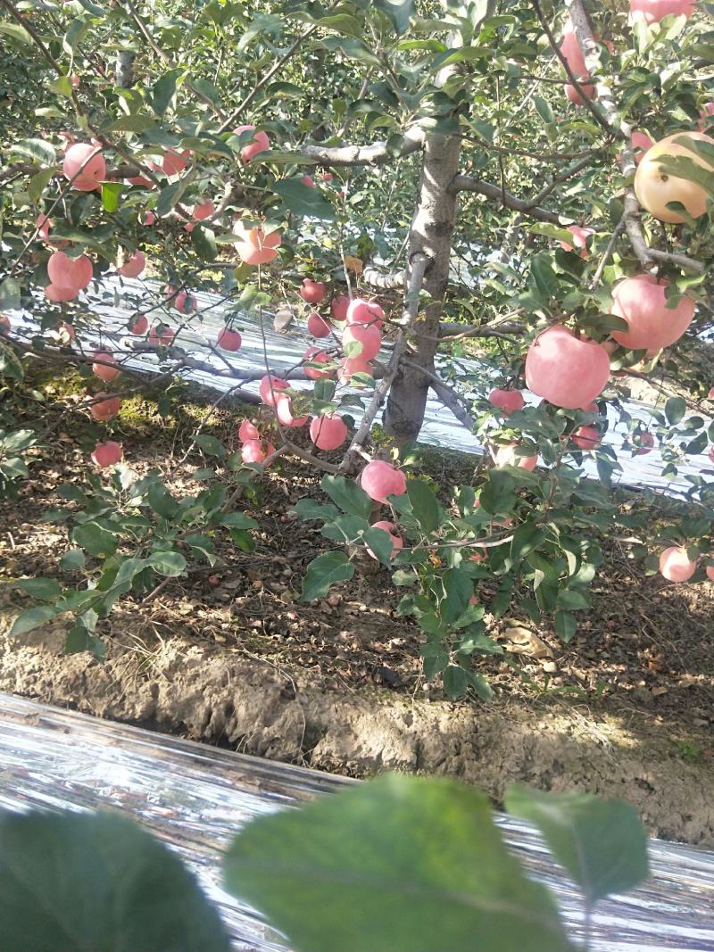 纸袋红富士大量有货需要联系，价格美丽电话联系