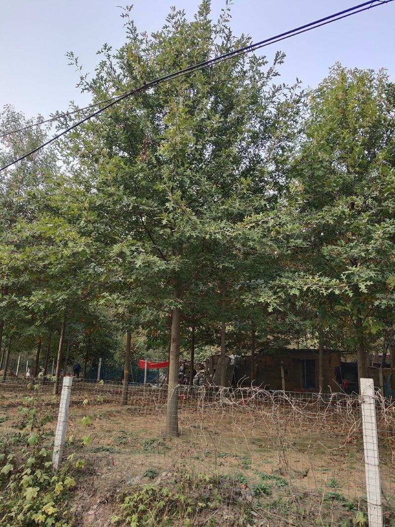 娜塔莉，美国红栎，沼生栎，规格齐全，品种纯正，价格美丽！