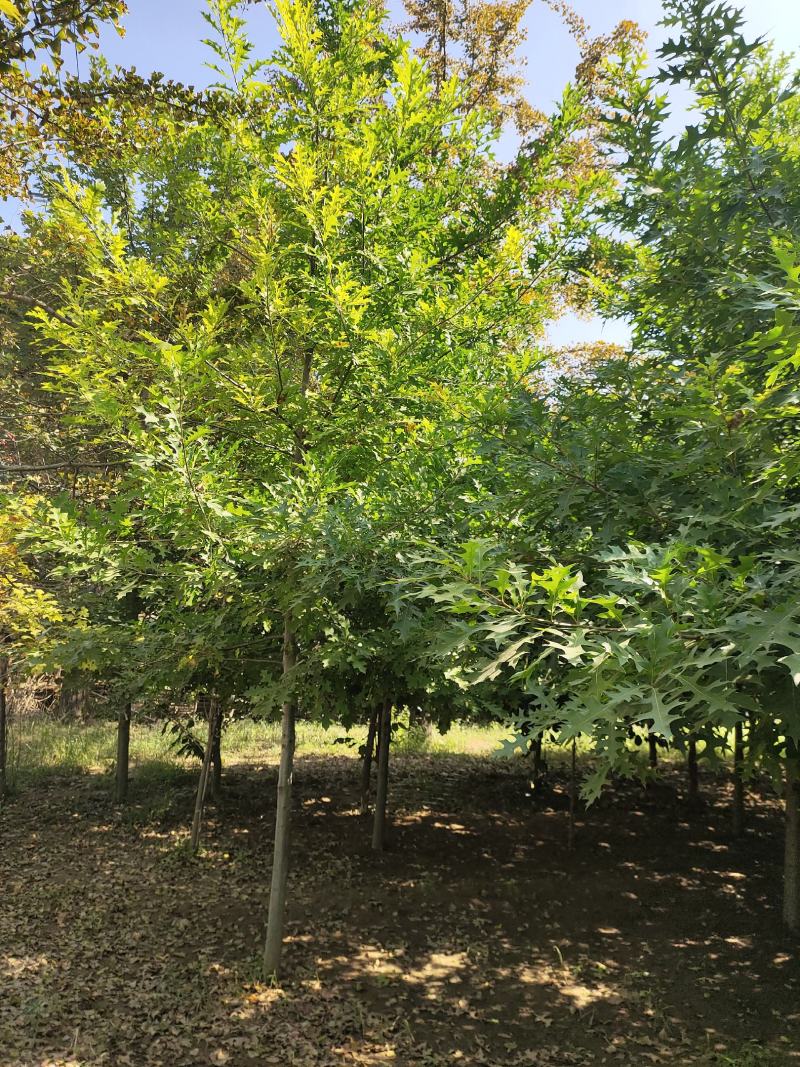 娜塔莉，美国红栎，沼生栎，规格齐全，品种纯正，价格美丽！