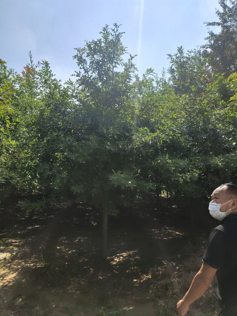 娜塔莉，美国红栎，沼生栎，规格齐全，品种纯正，价格美丽！