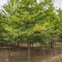 娜塔莉，美国红栎，沼生栎，规格齐全，品种纯正，价格美丽！