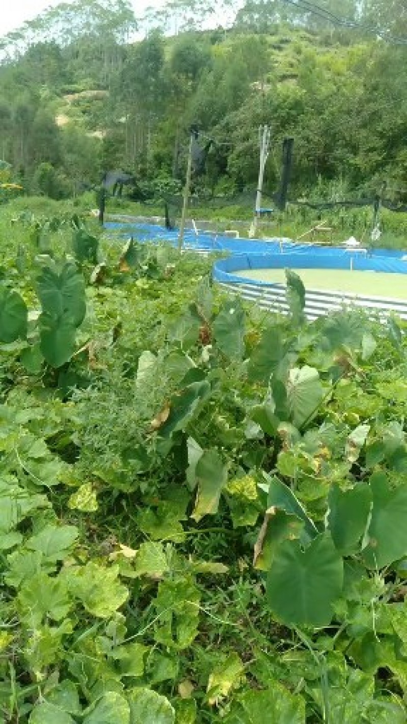 镀锌板帆布池大型养殖帆布高位帆布池种植养殖蓄水池