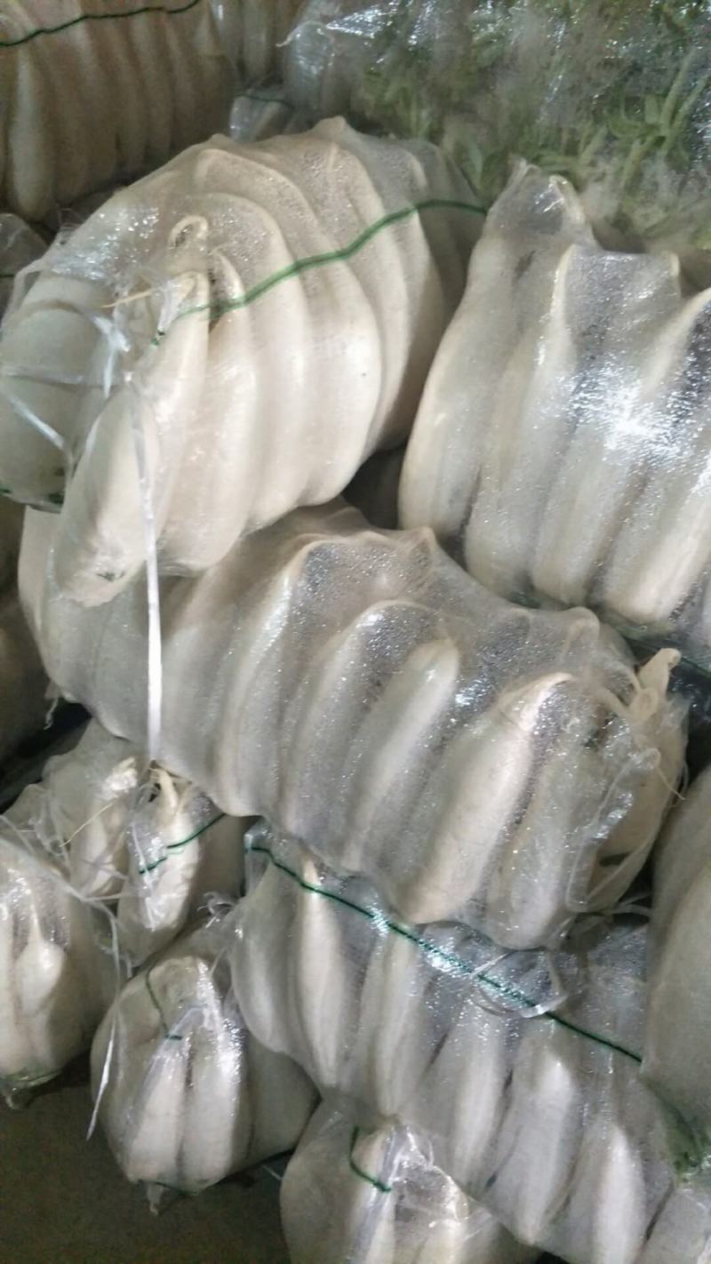 【推荐】萝卜1.5~2斤起300亩包地论斤卖都行欢迎联系