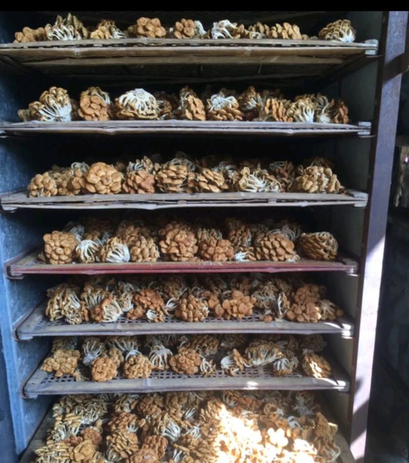 选躲滑子菇福建古田食用菌批发市场批发滑子菇，专卖更专业。