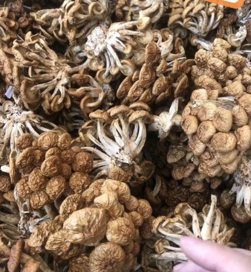 选躲滑子菇福建古田食用菌批发市场批发滑子菇，专卖更专业。