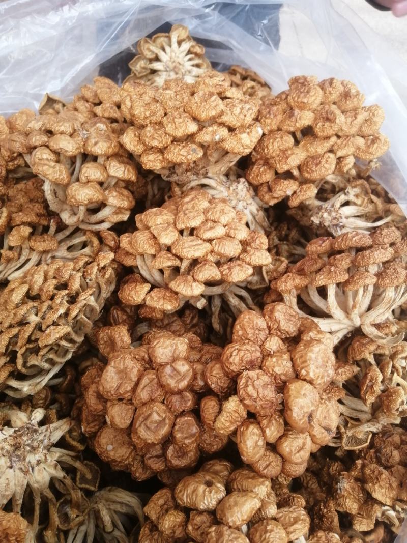 选躲滑子菇福建古田食用菌批发市场批发滑子菇，专卖更专业。