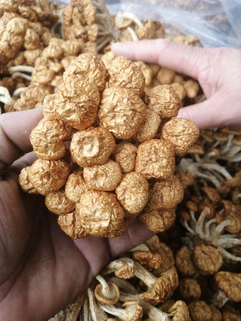 选躲滑子菇福建古田食用菌批发市场批发滑子菇，专卖更专业。