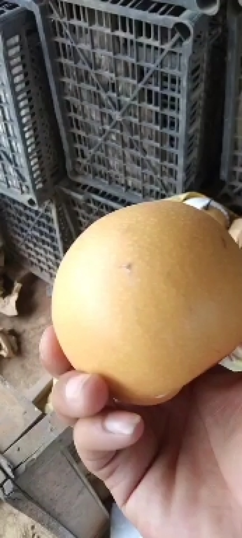 秋月梨