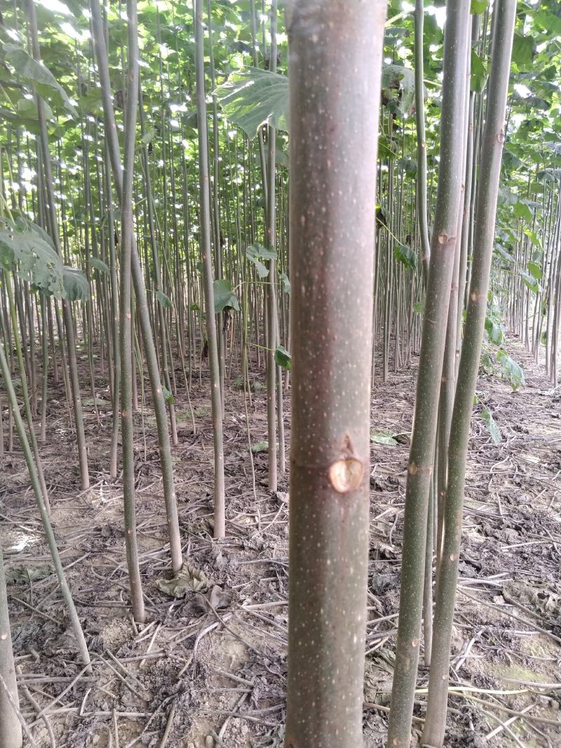 泡桐根速生9501速生9502品种，生长速度快抗旱耐涝